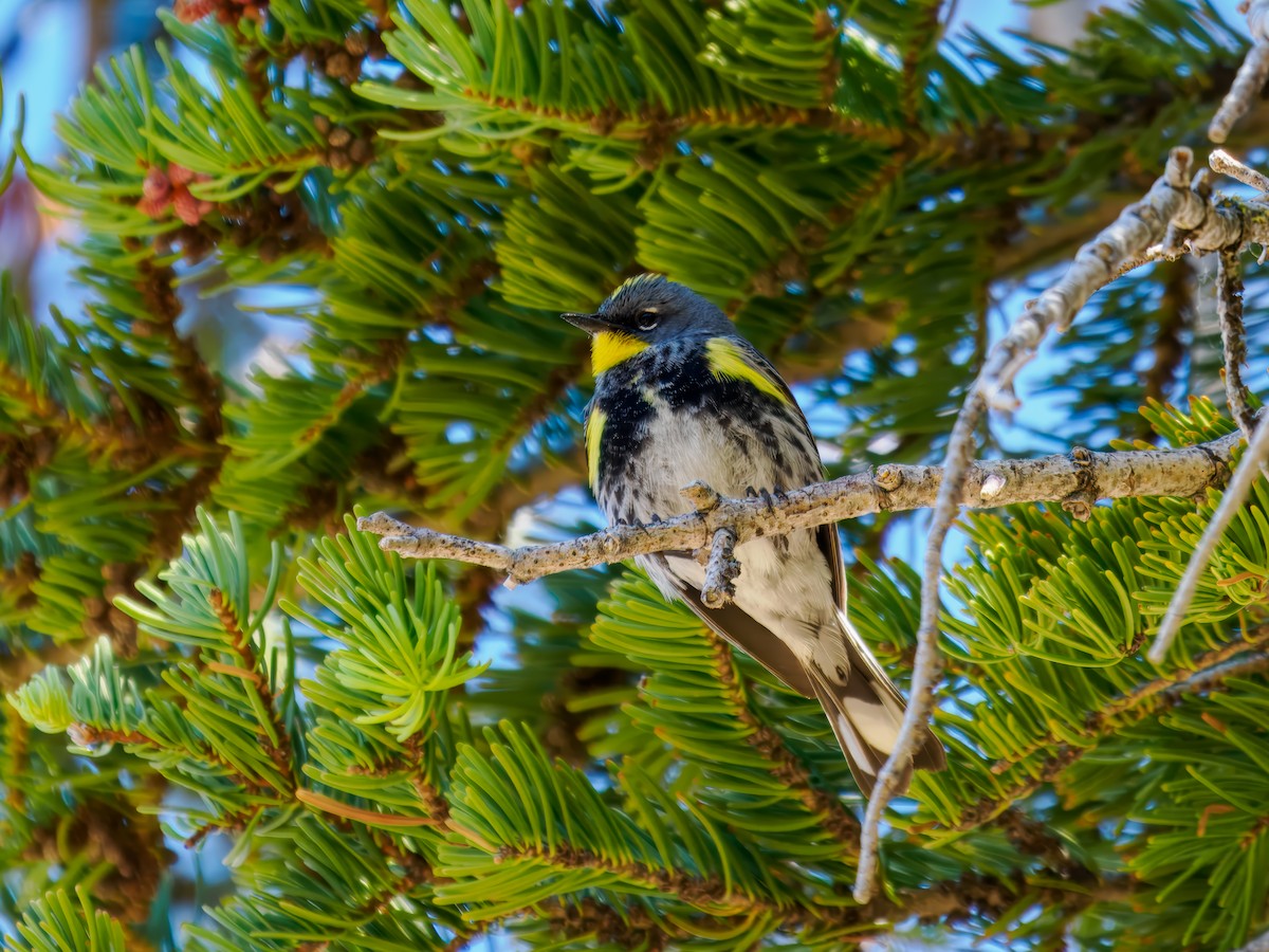 Yellow-rumped Warbler (Audubon's) - ML620581043