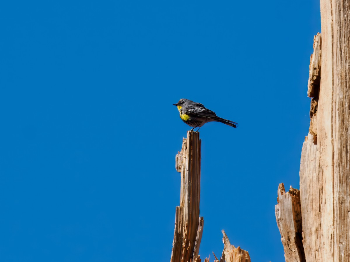 Yellow-rumped Warbler - Tony Doty