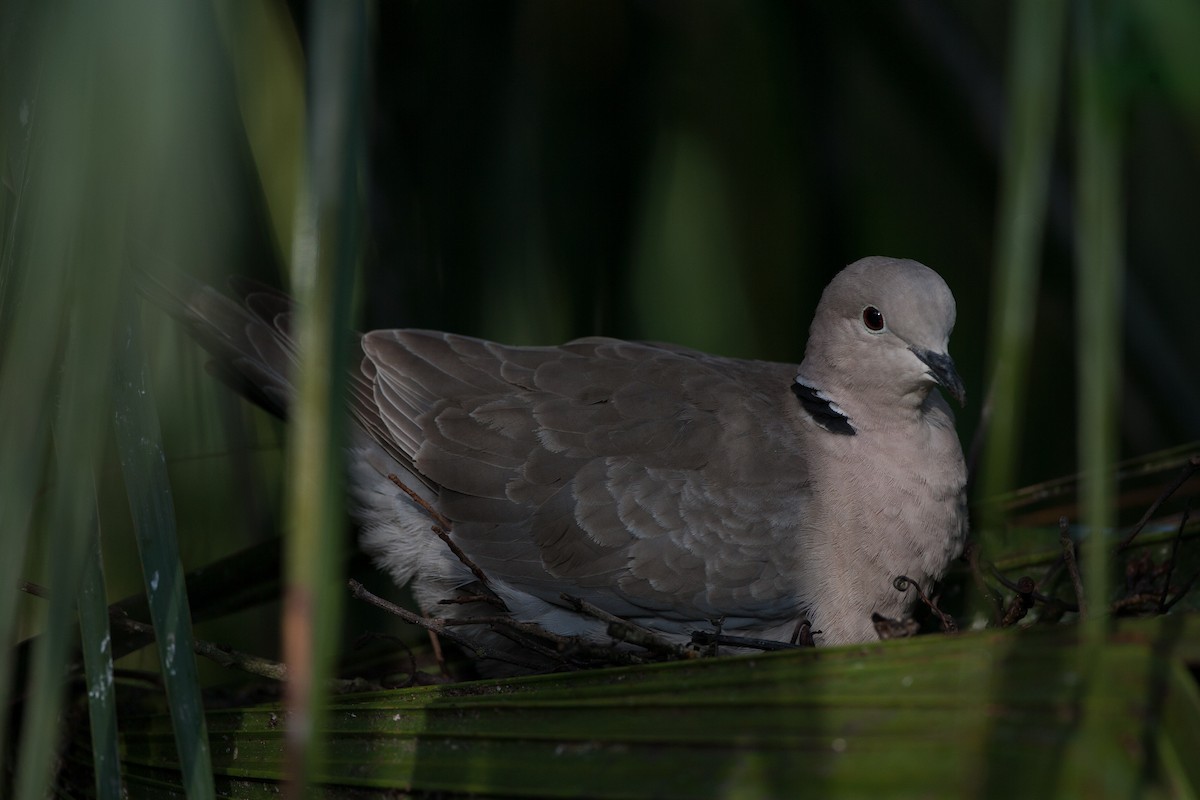 Eurasian Collared-Dove - Jeffrey Moore