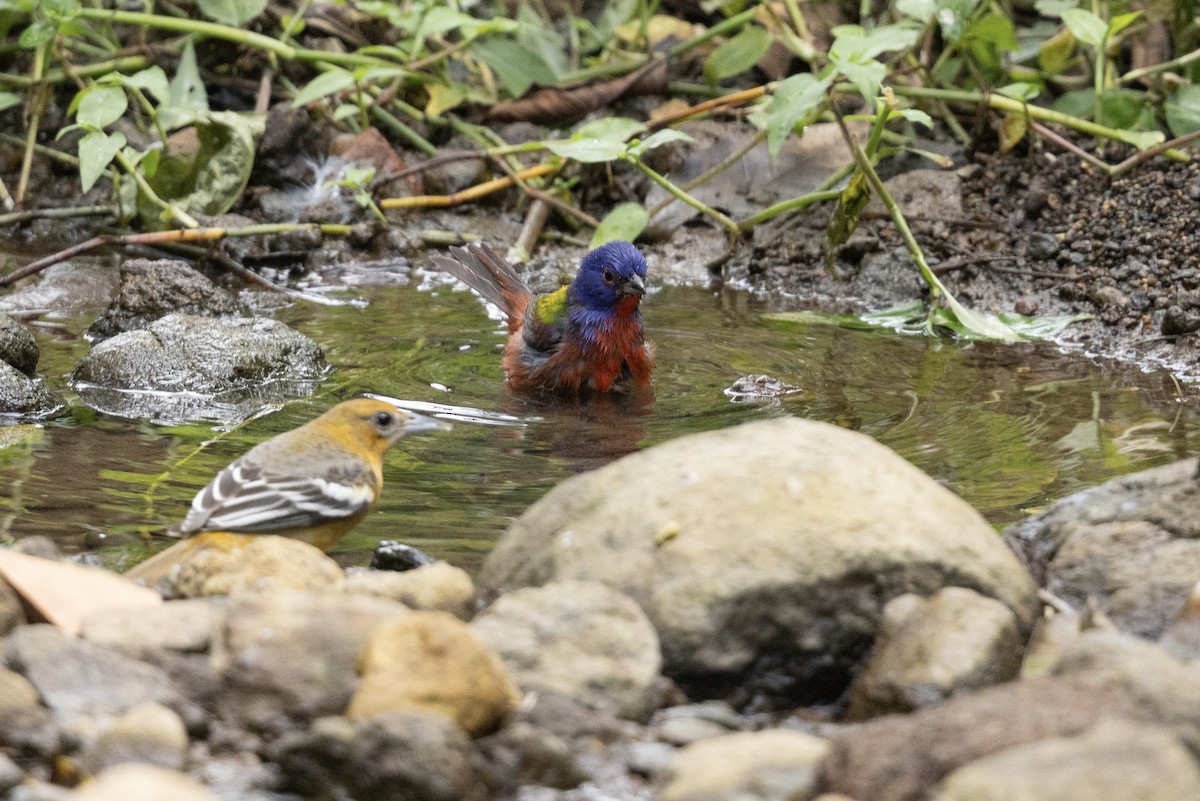 Painted Bunting - ML620581081