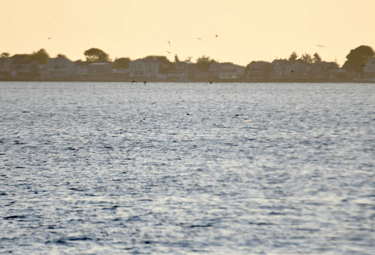 Manx Shearwater - ML620581087