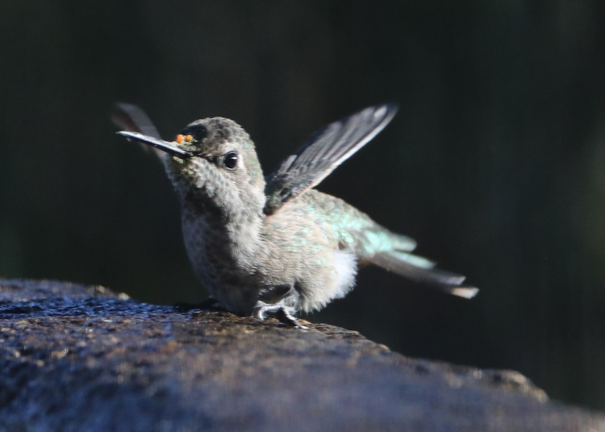 hummingbird sp. - ML620581089