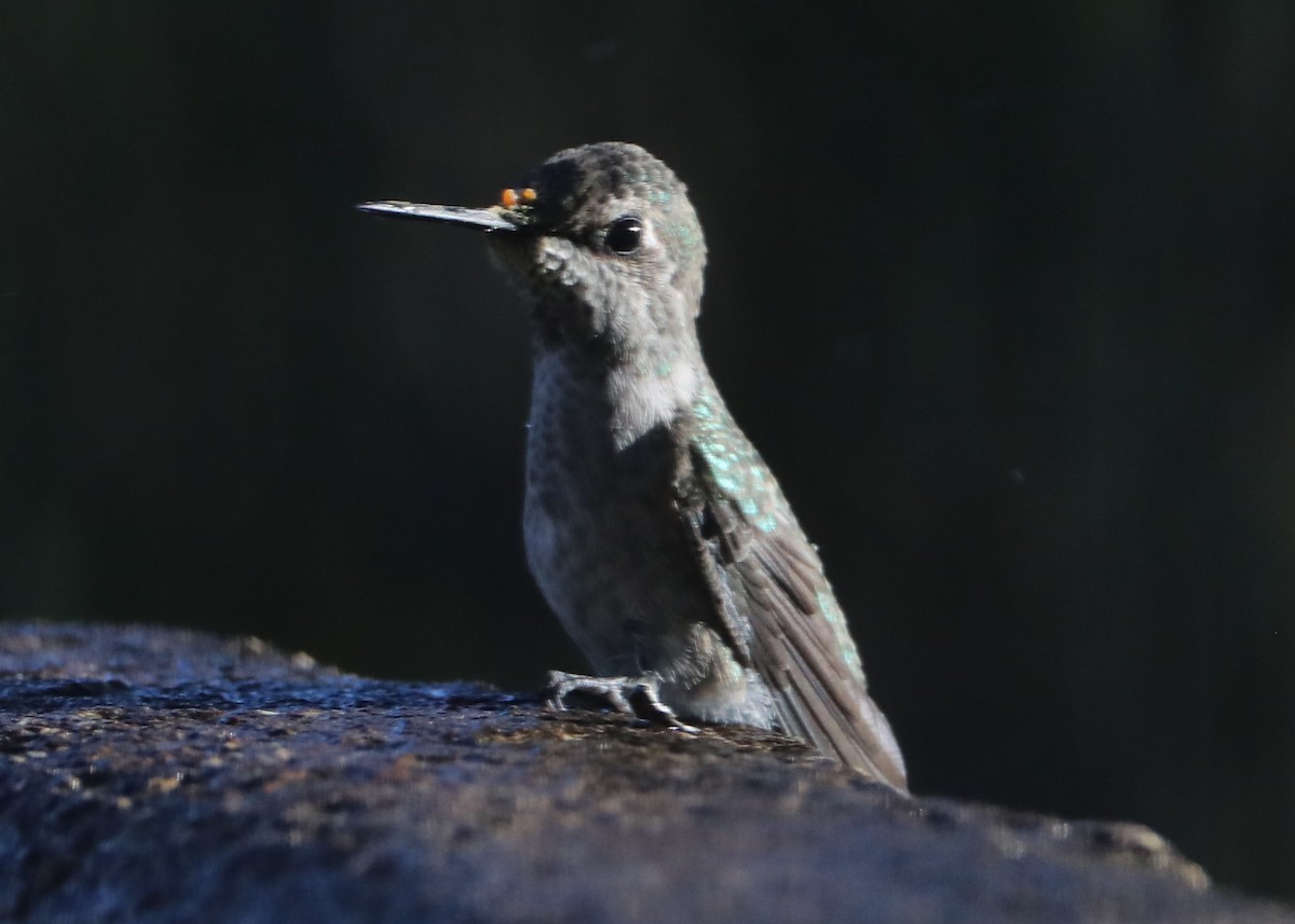 Trochilidae sp. - ML620581090