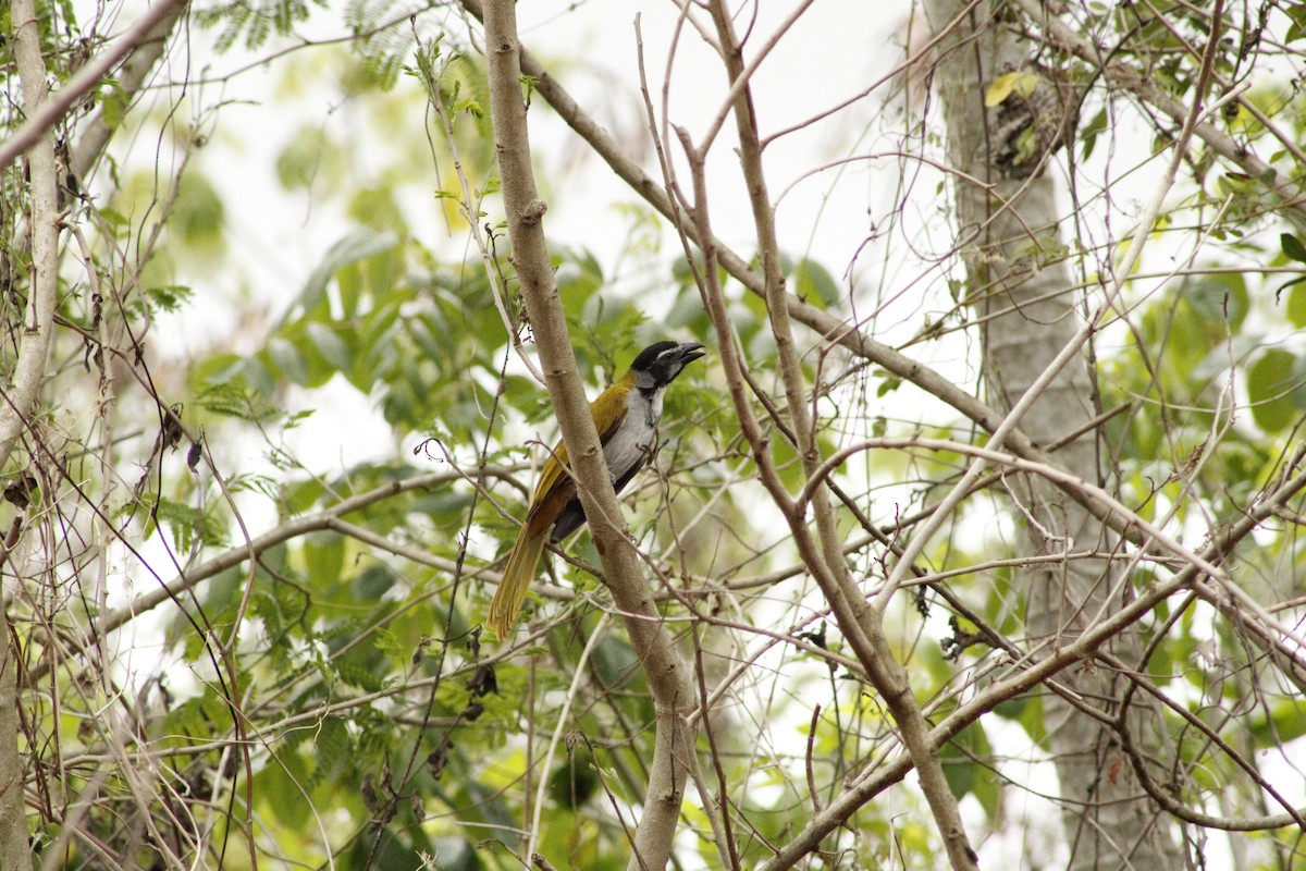 Black-headed Saltator - ML620581095