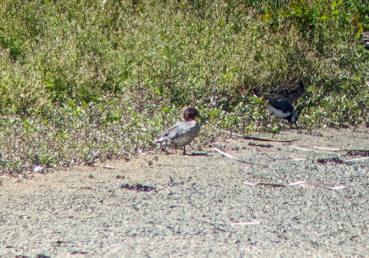 Green-winged Teal (American) - ML620581103