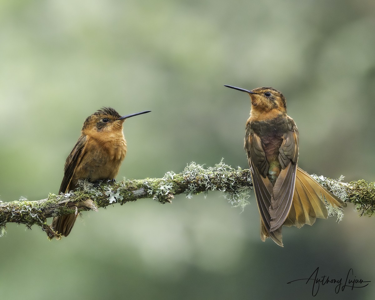 kolibřík duhovohřbetý - ML620581104