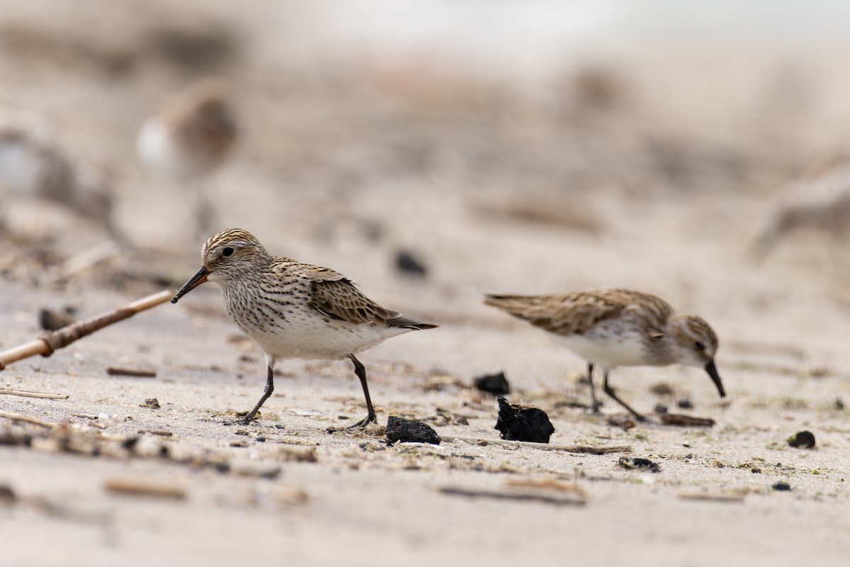 White-rumped Sandpiper - ML620581109