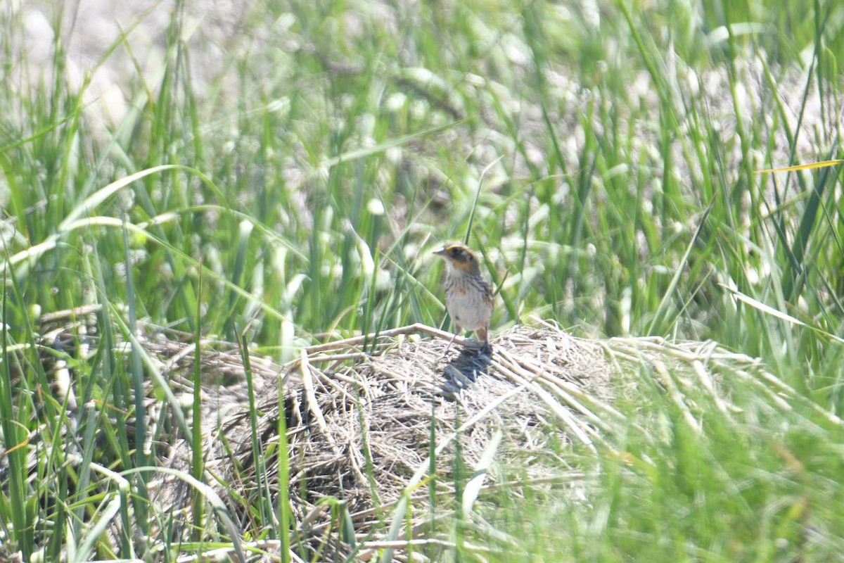 Saltmarsh Sparrow - ML620581111