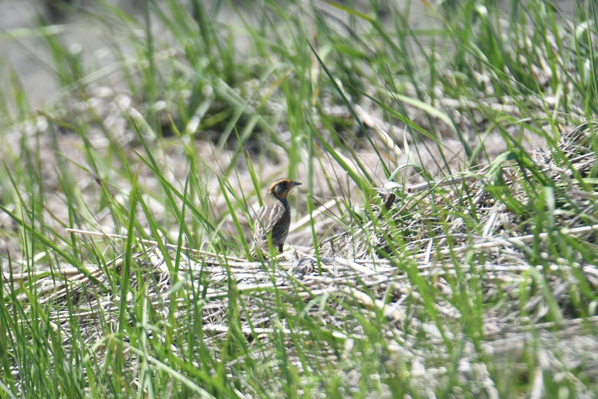 Saltmarsh Sparrow - ML620581113