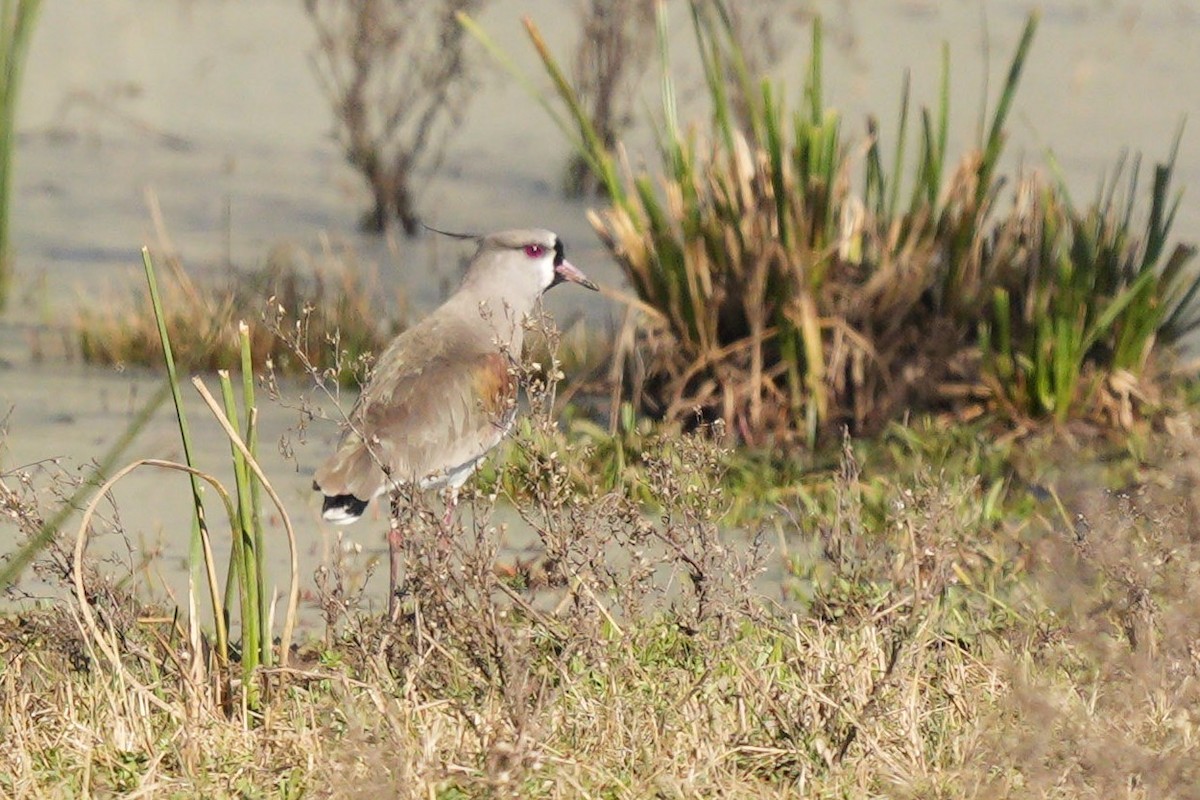 Southern Lapwing - ML620581114