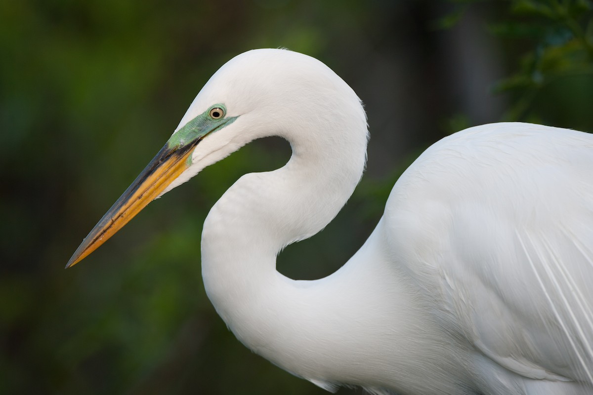 Great Egret - ML620581115