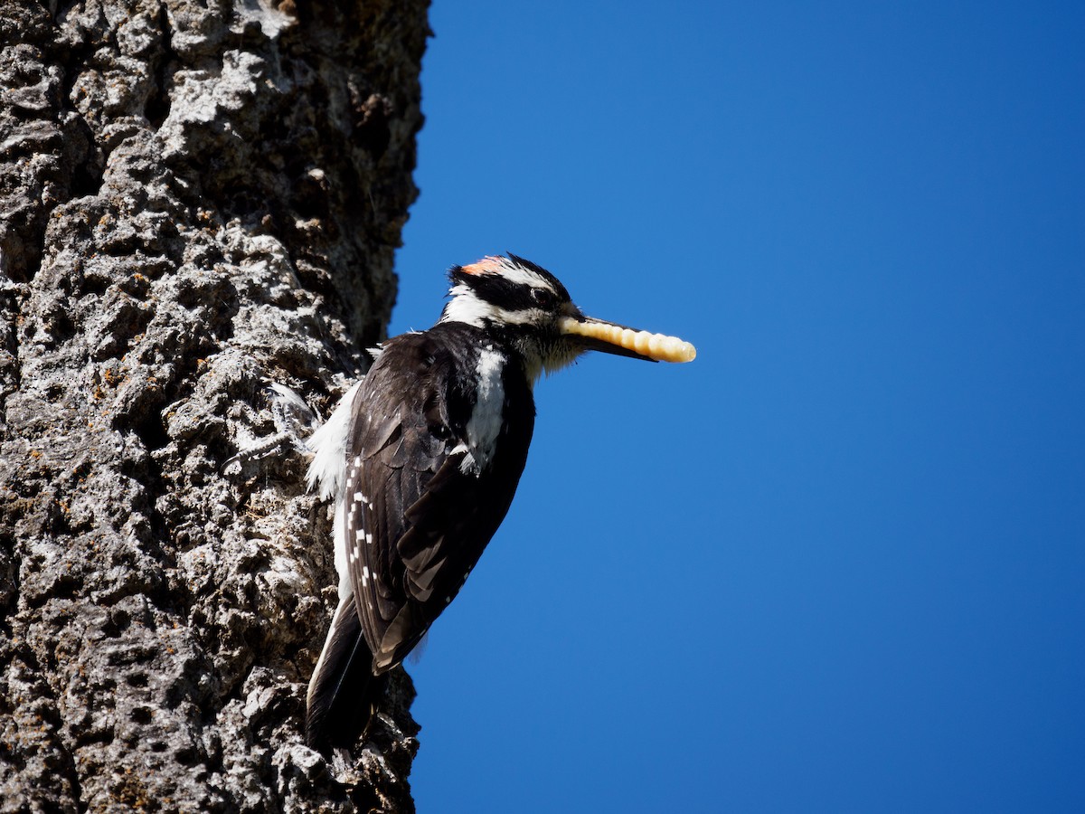 Hairy Woodpecker - ML620581116