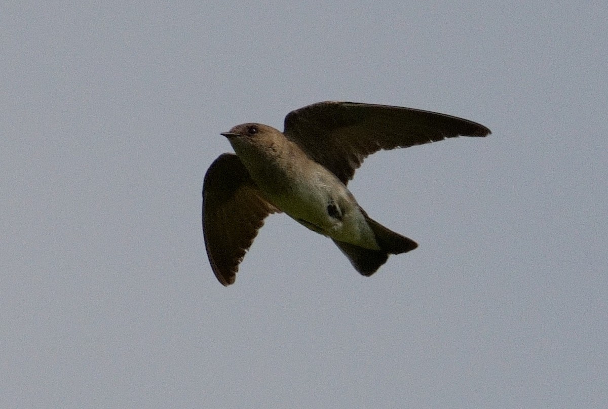 Northern Rough-winged Swallow - ML620581120