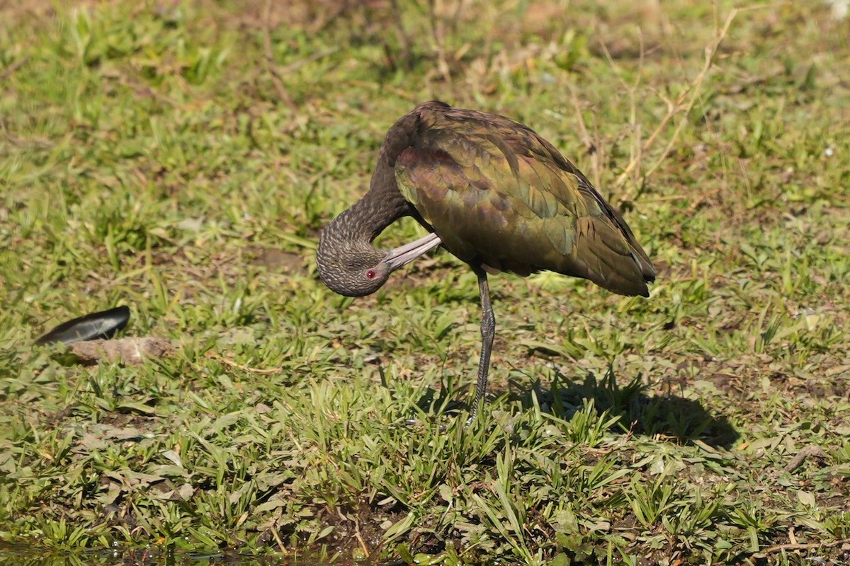 White-faced Ibis - ML620581129