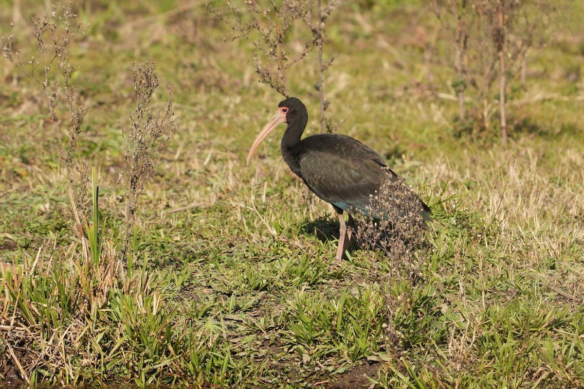 ibis tmavý - ML620581131