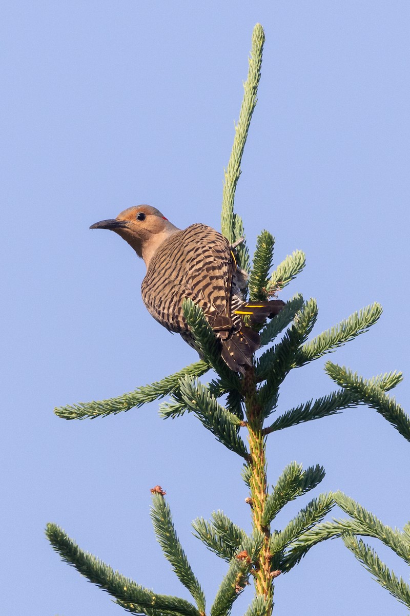 Northern Flicker (Yellow-shafted) - ML620581144