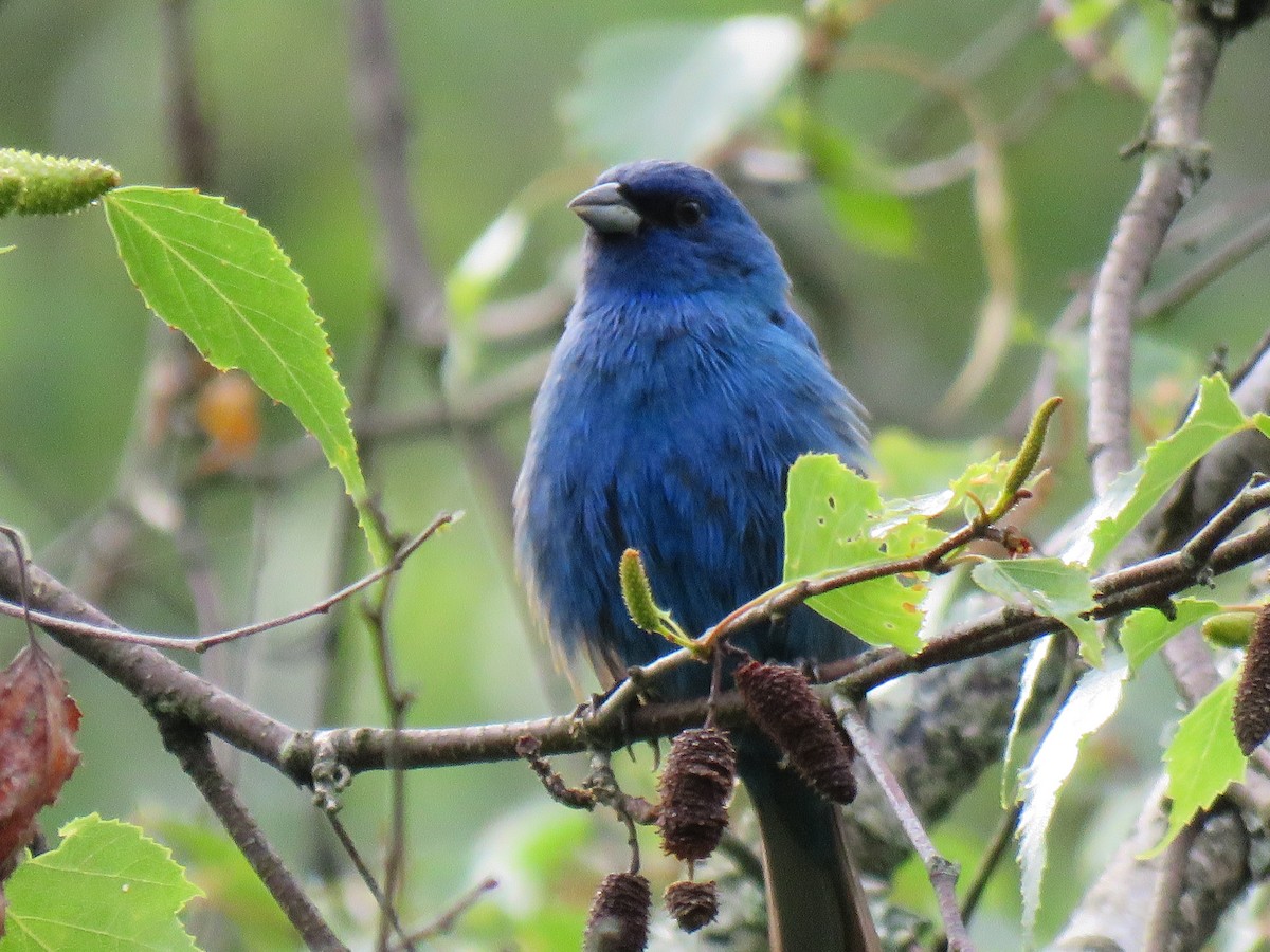 Indigo Bunting - ML620581150