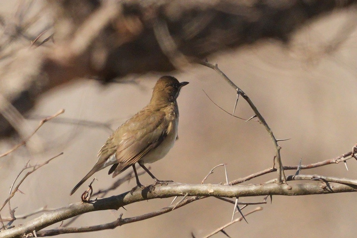 Creamy-bellied Thrush - ML620581154