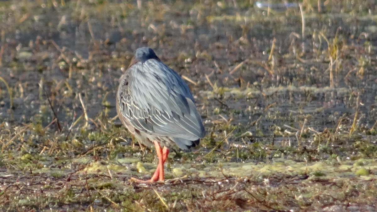 Green Heron - ML620581155