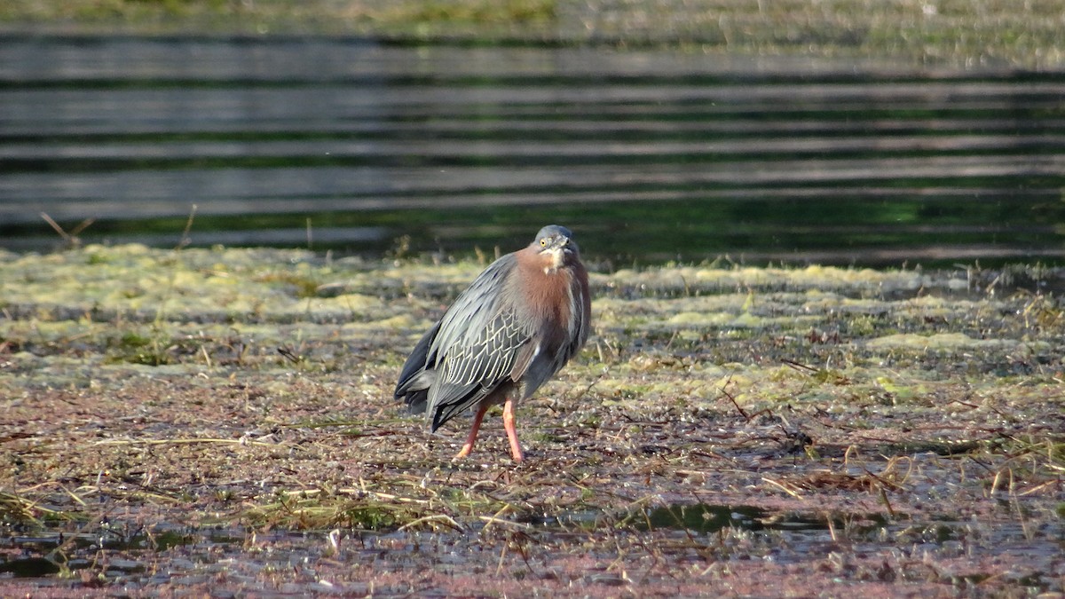 Green Heron - ML620581156