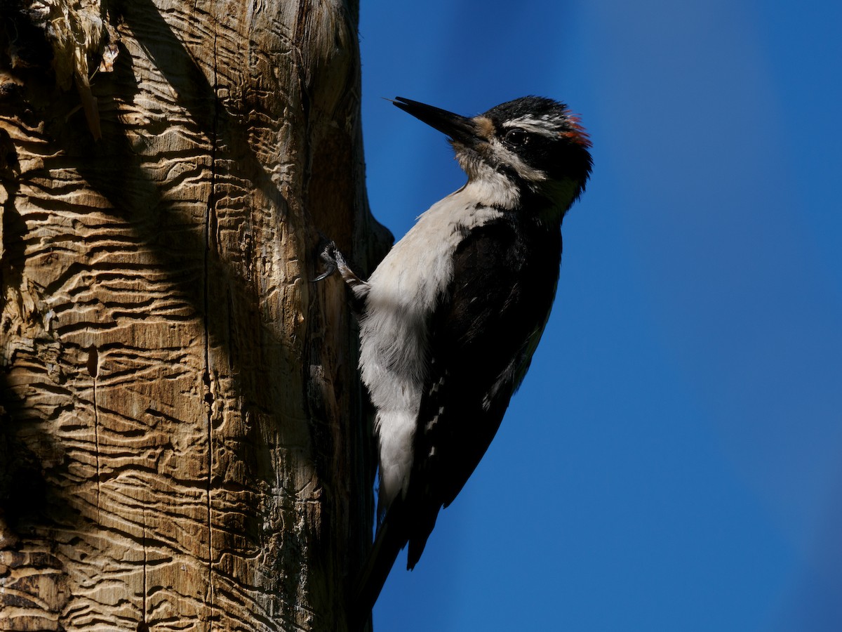 Hairy Woodpecker - ML620581162