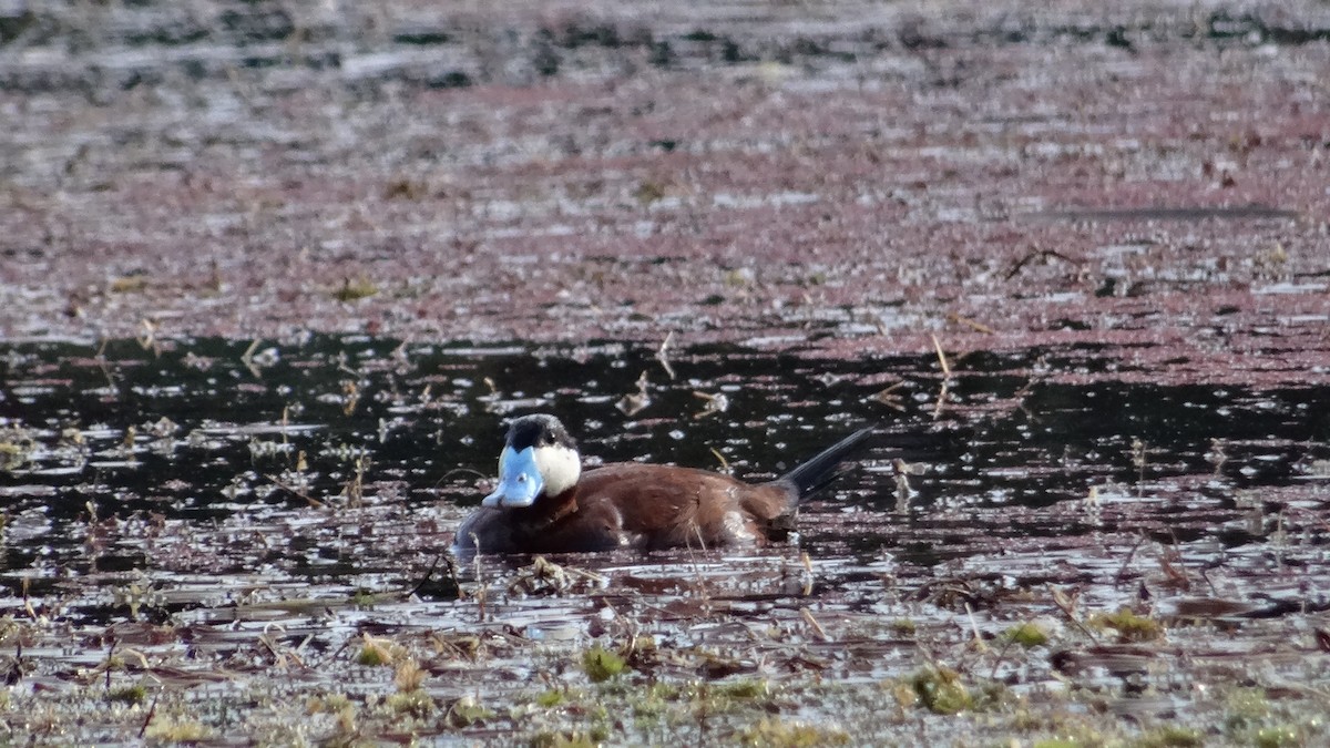 アカオタテガモ - ML620581163