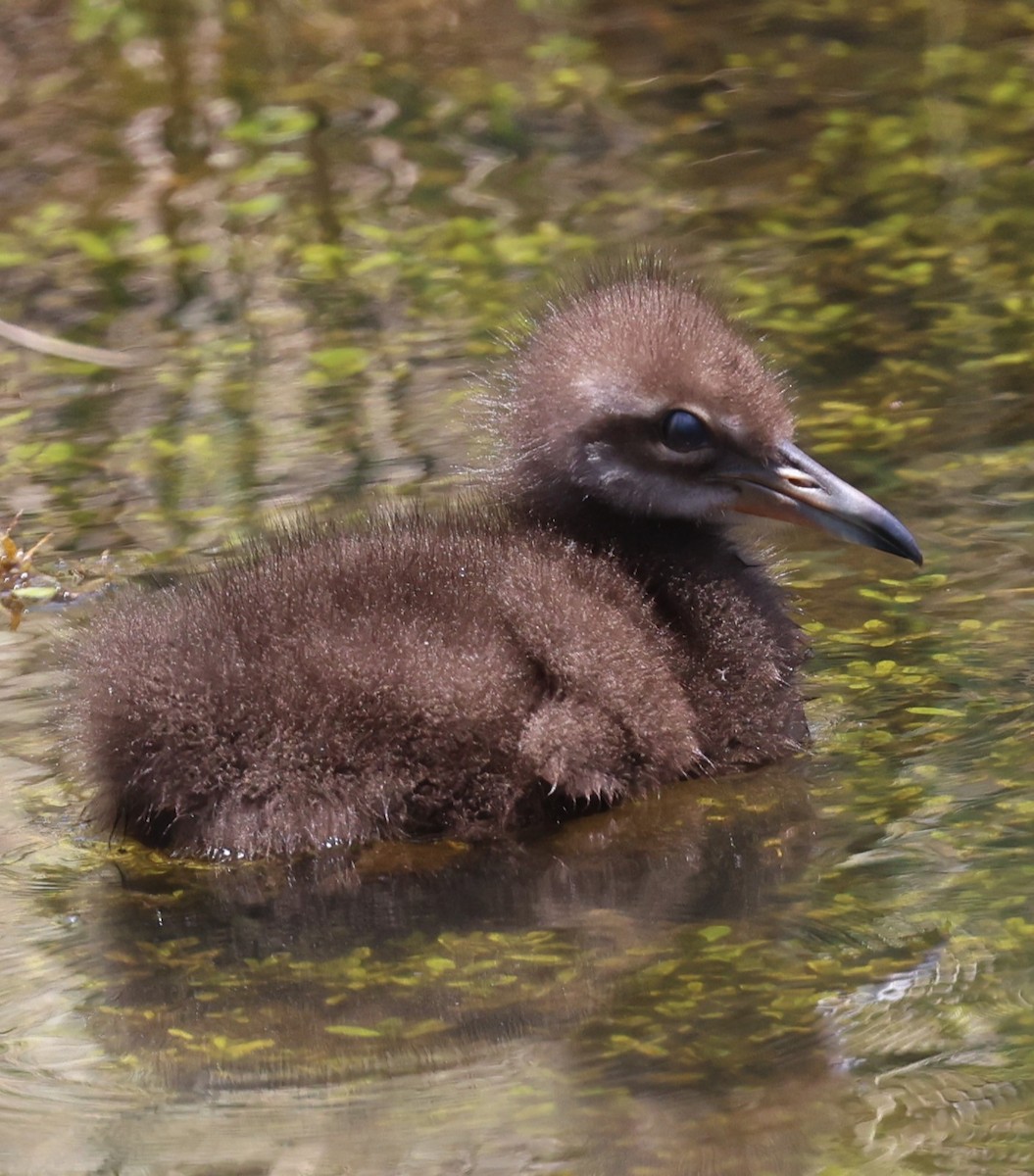 Limpkin - ML620581180