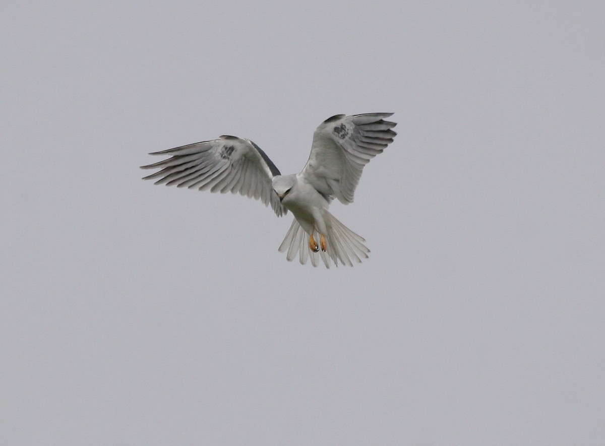White-tailed Kite - ML620581184