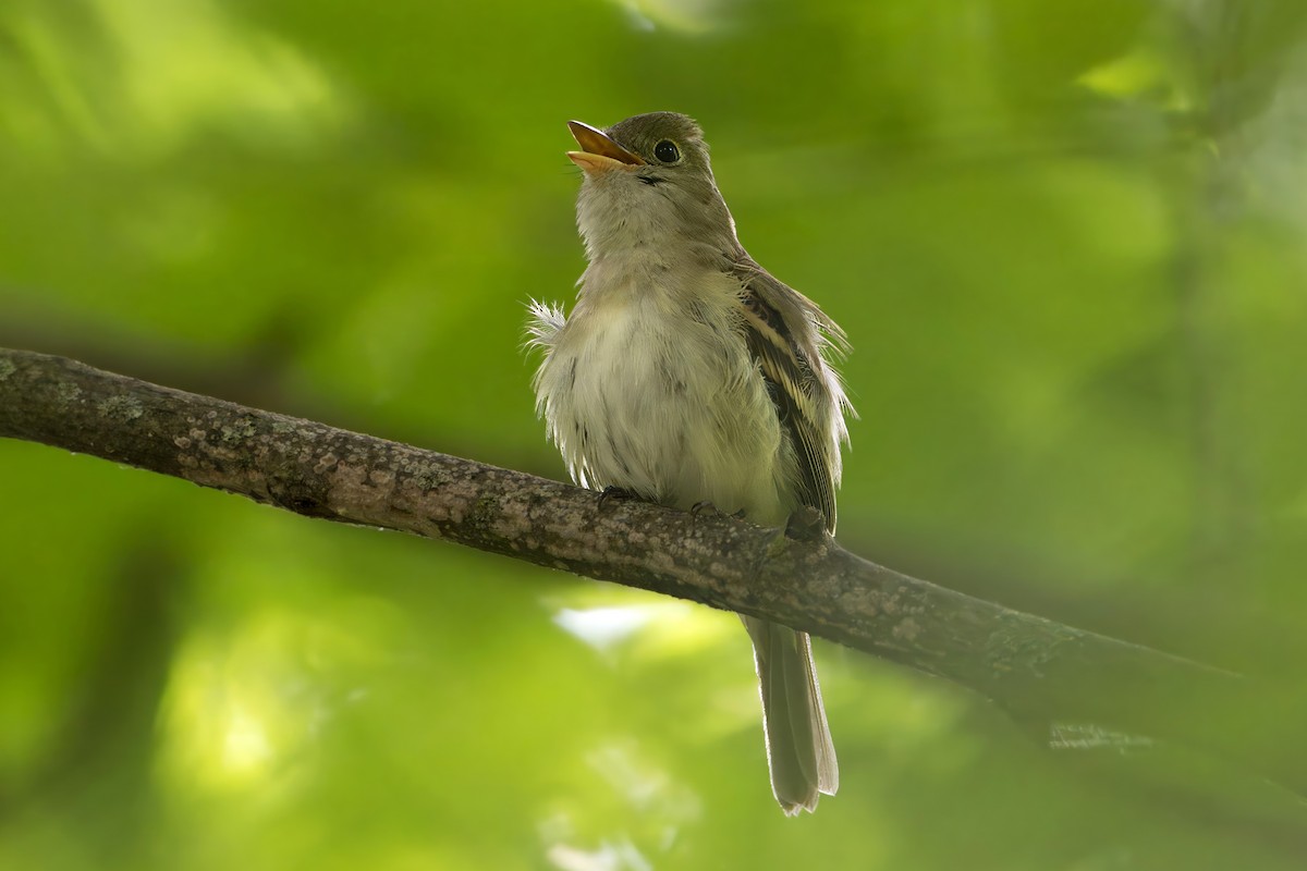 Buchenschnäppertyrann - ML620581187