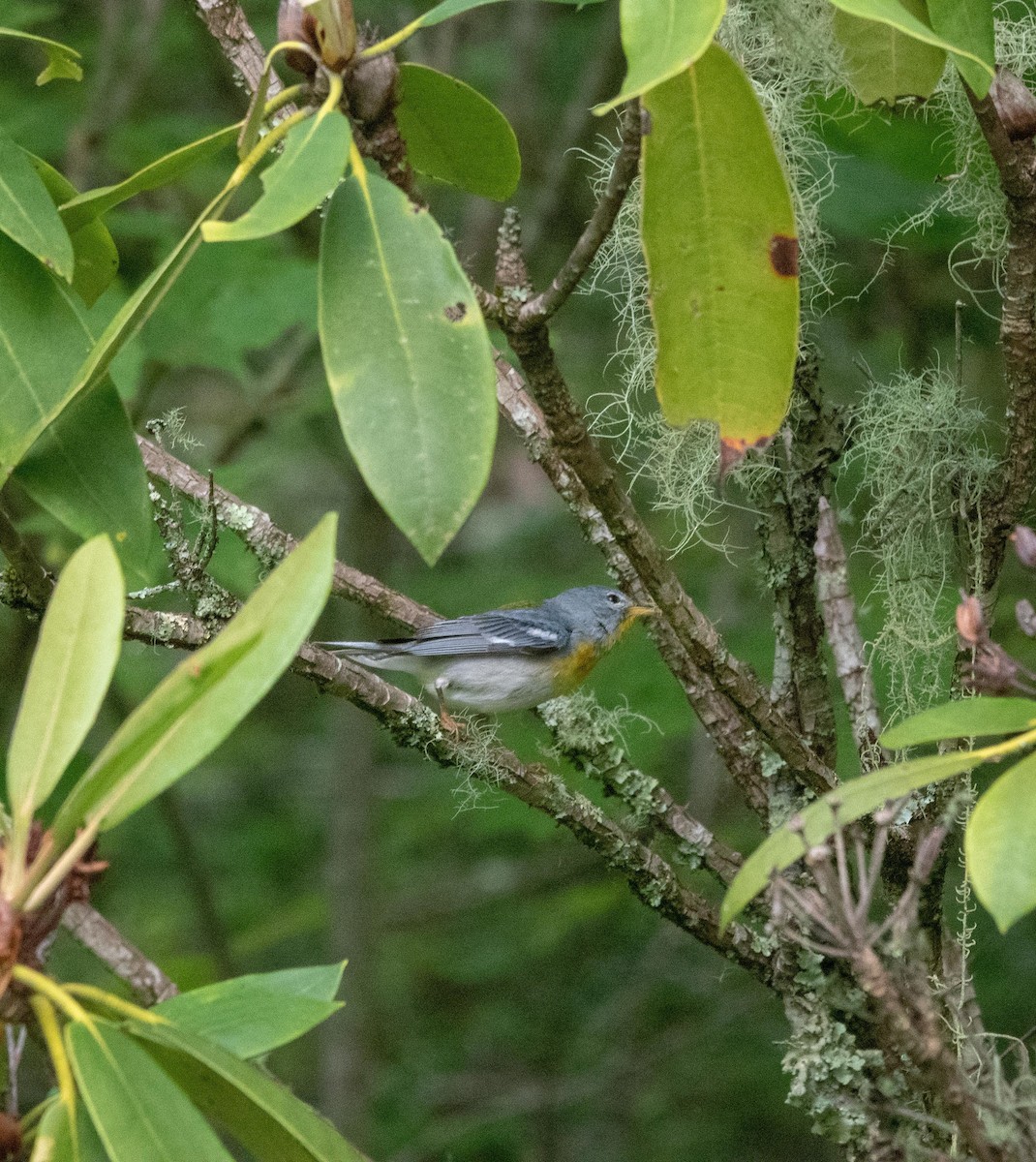 Northern Parula - Heather Moir