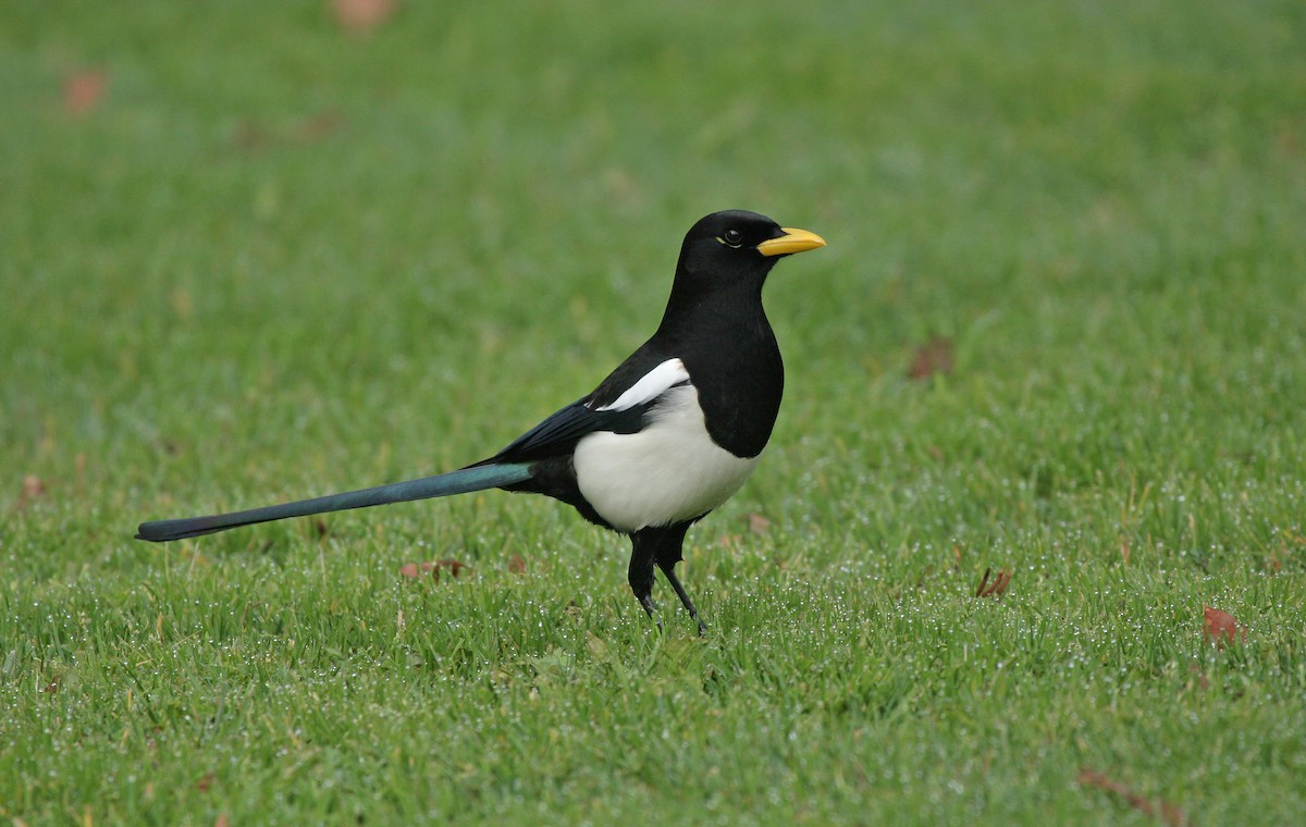 Yellow-billed Magpie - ML620581195