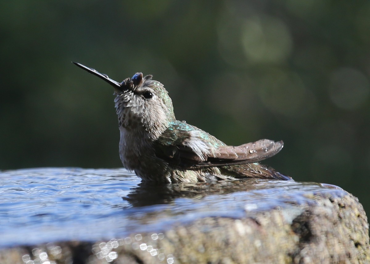 hummingbird sp. - ML620581202