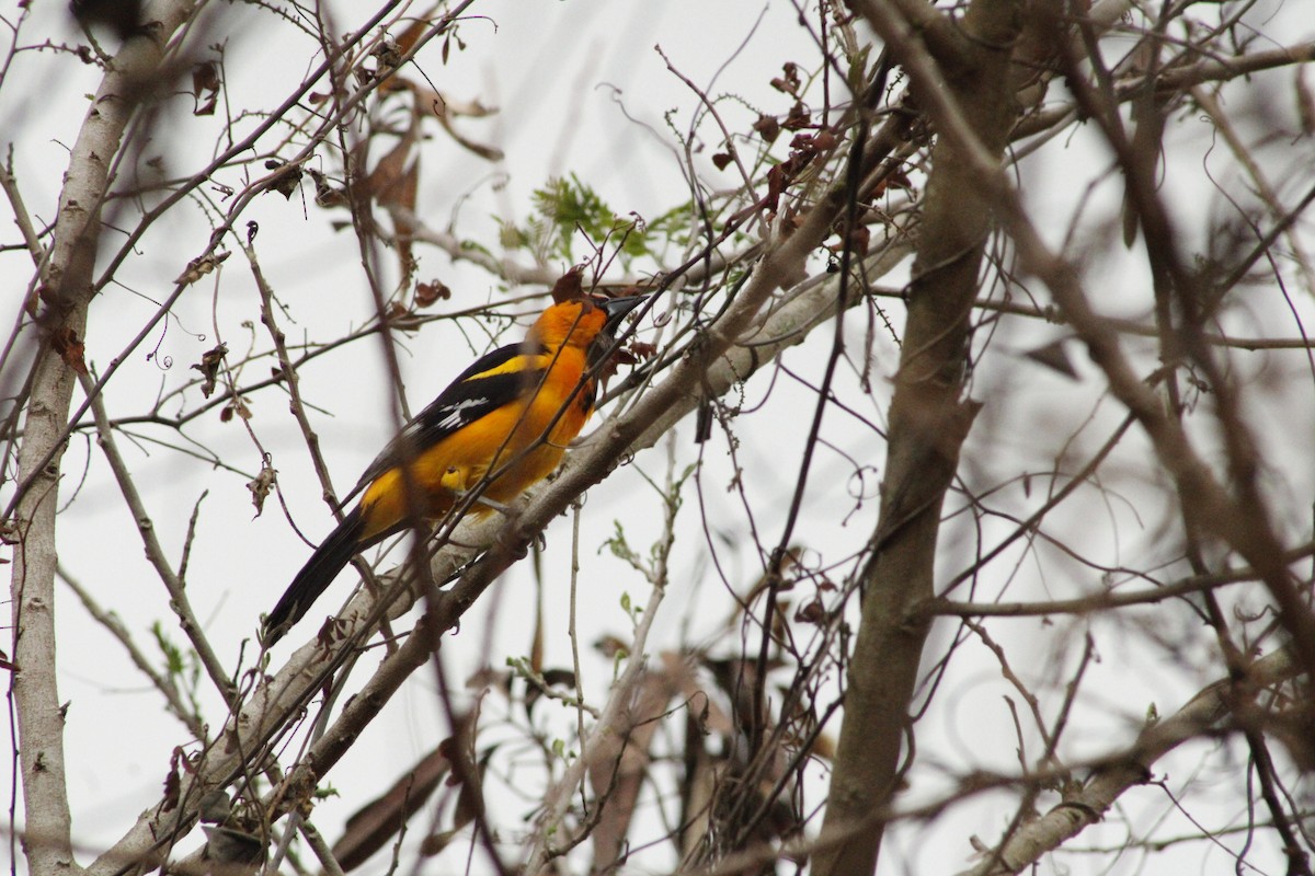 Oriole à gros bec - ML620581203