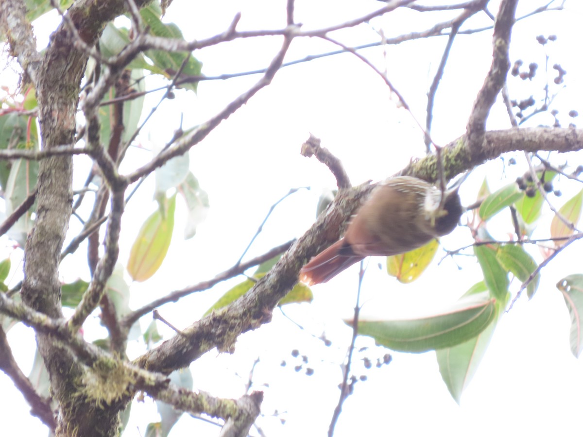 Montane Woodcreeper - ML620581220