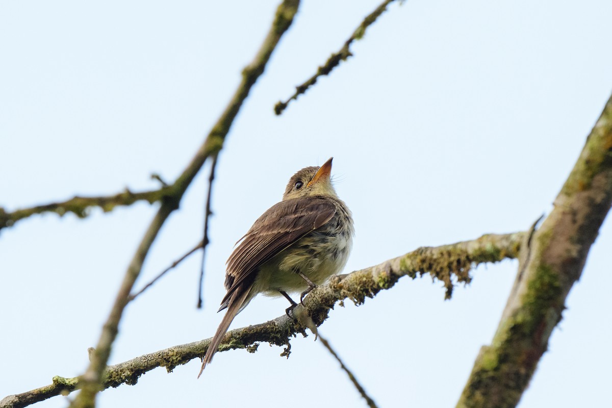 Northern Tropical Pewee - ML620581221