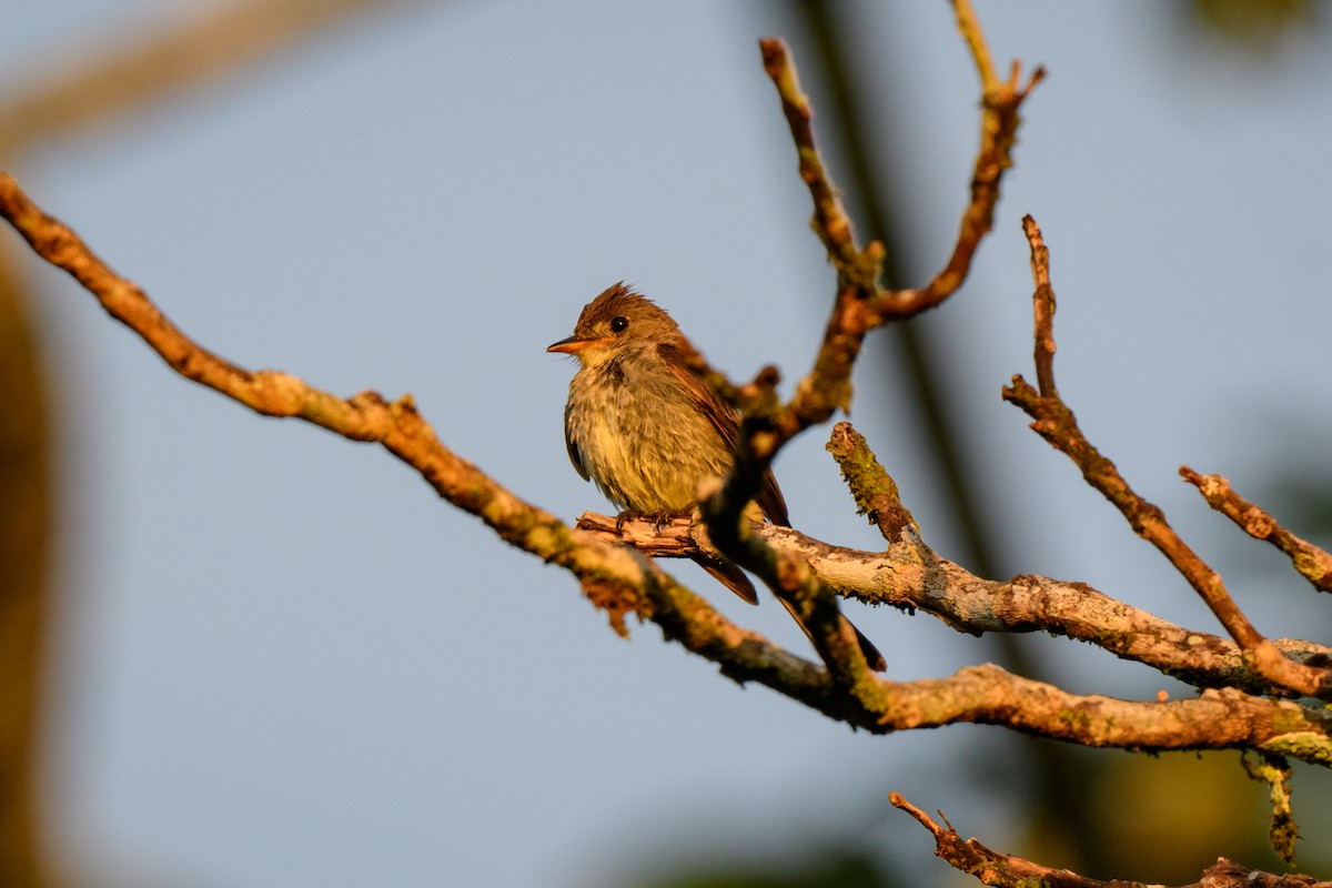 Northern Tropical Pewee - ML620581222