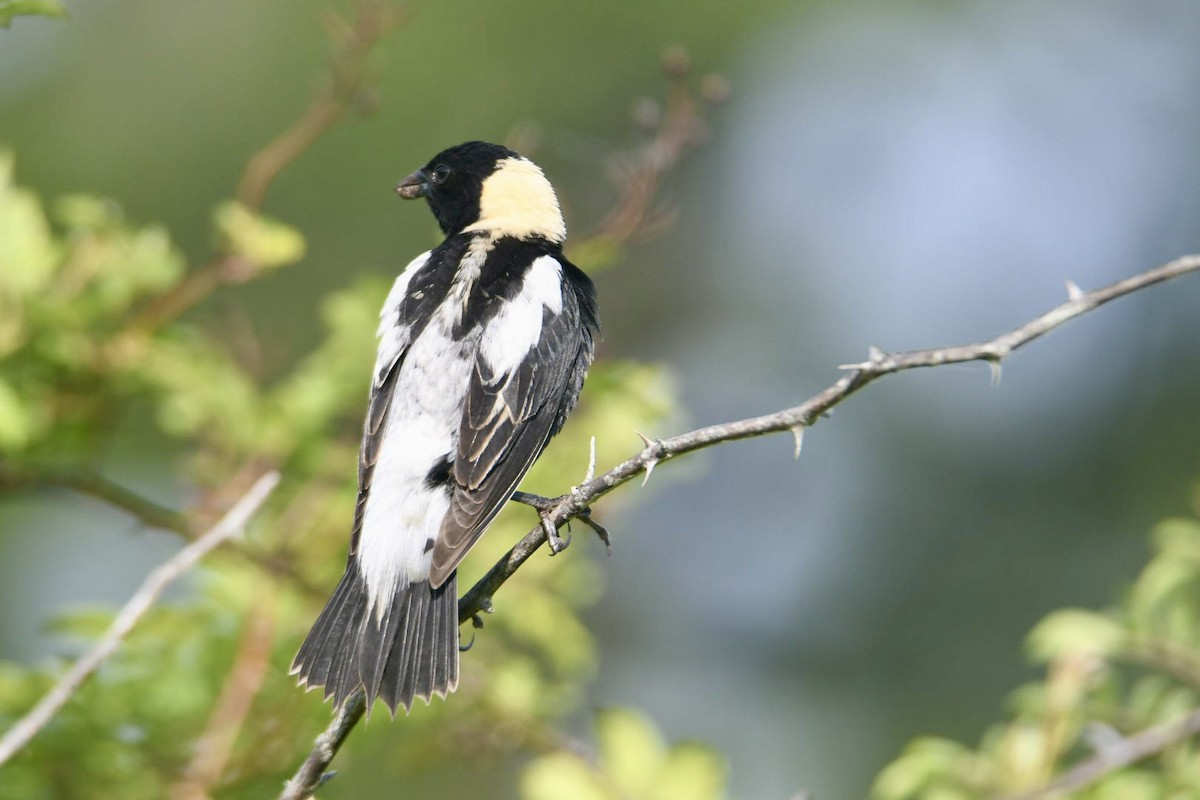 bobolink americký - ML620581226