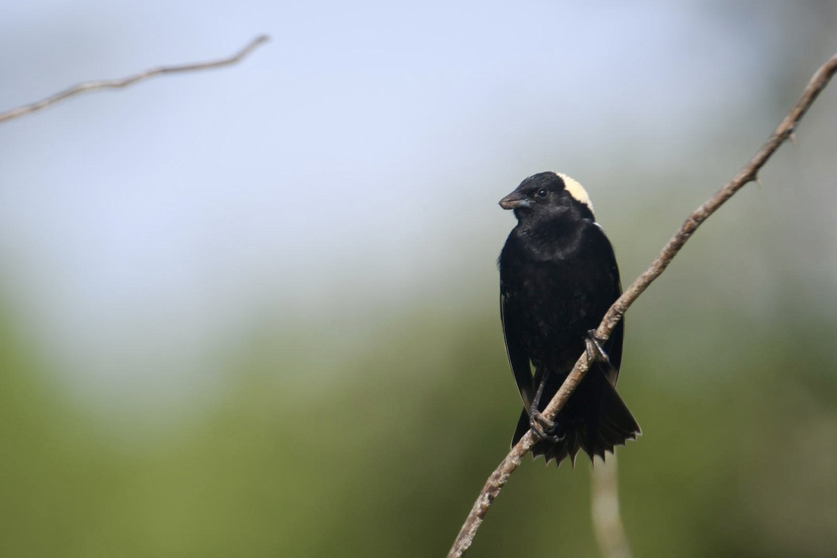 bobolink americký - ML620581233