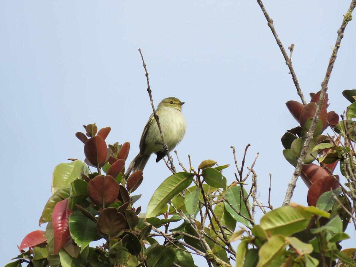 Golden-faced Tyrannulet - ML620581237