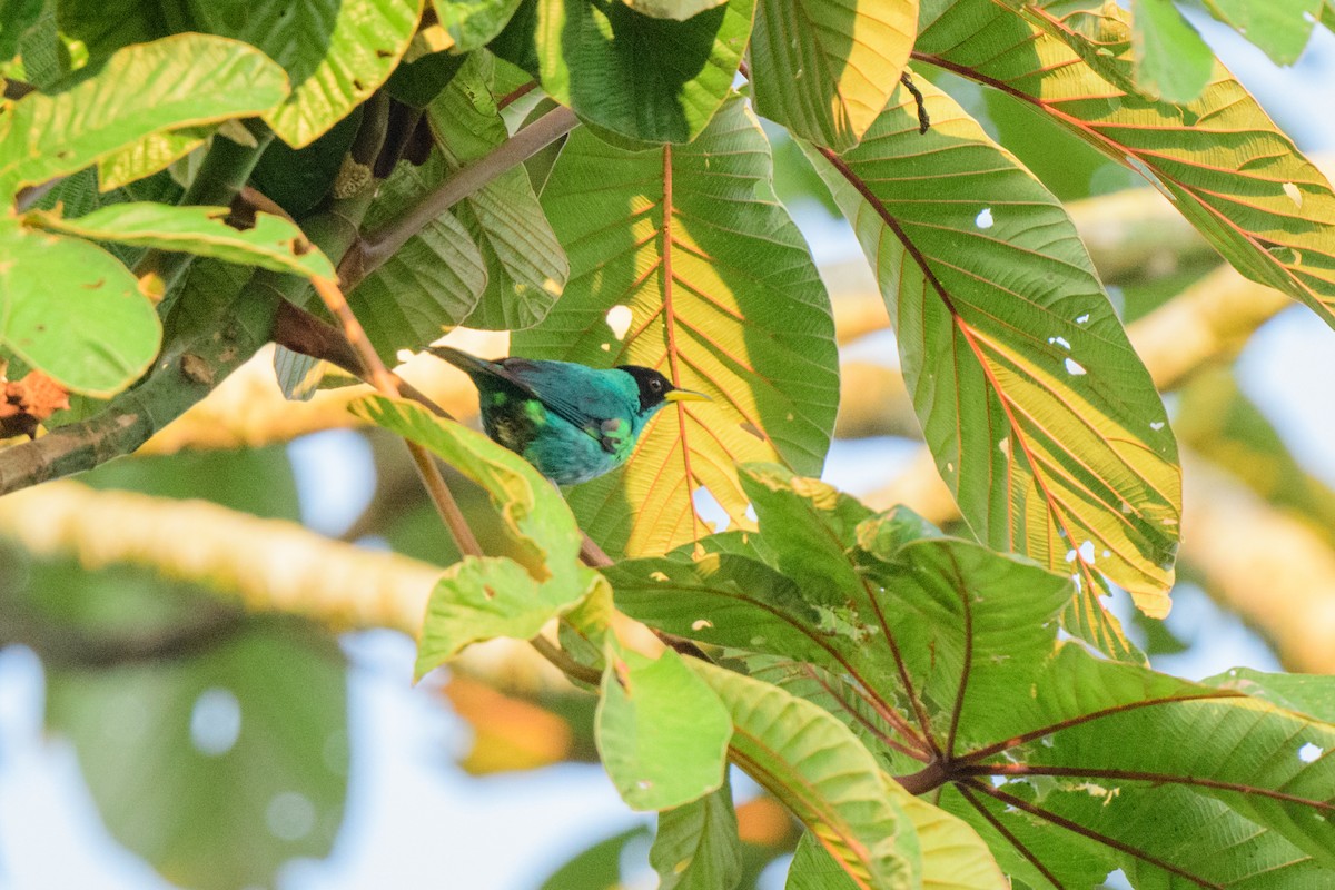 Green Honeycreeper - ML620581239