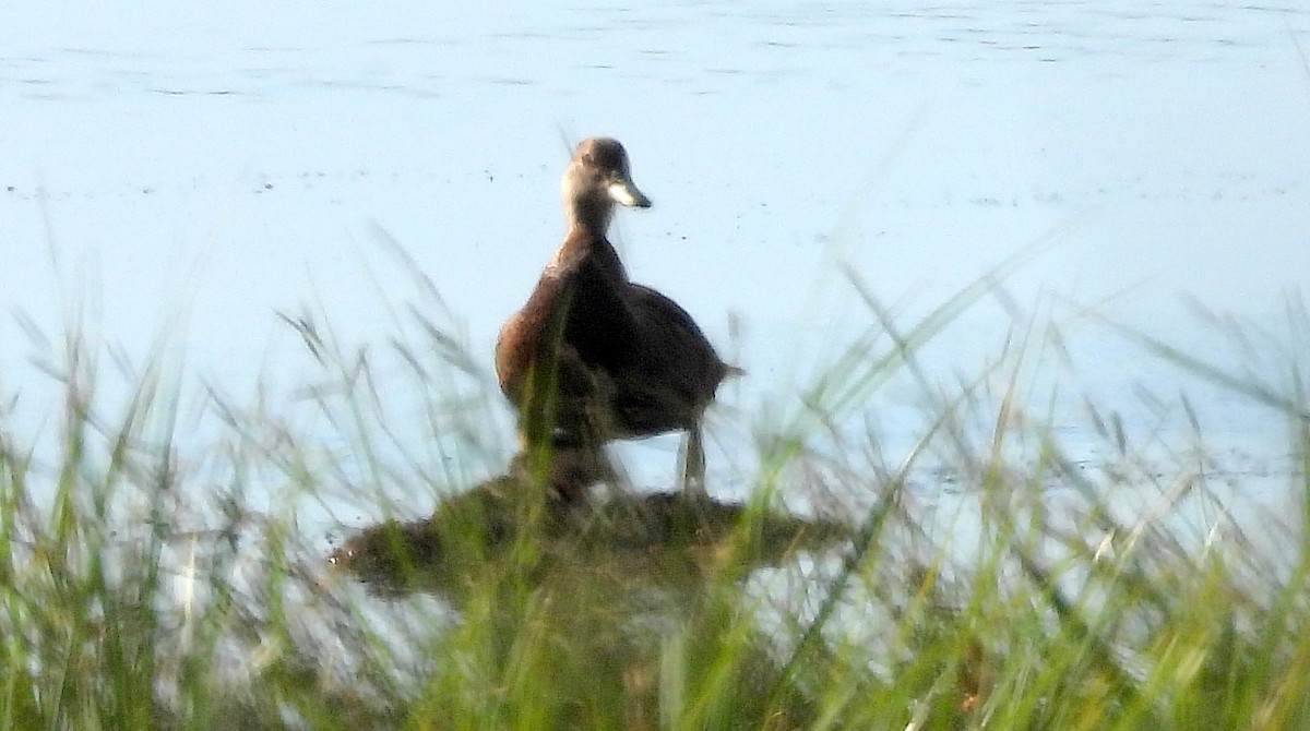 American Black Duck - ML620581245