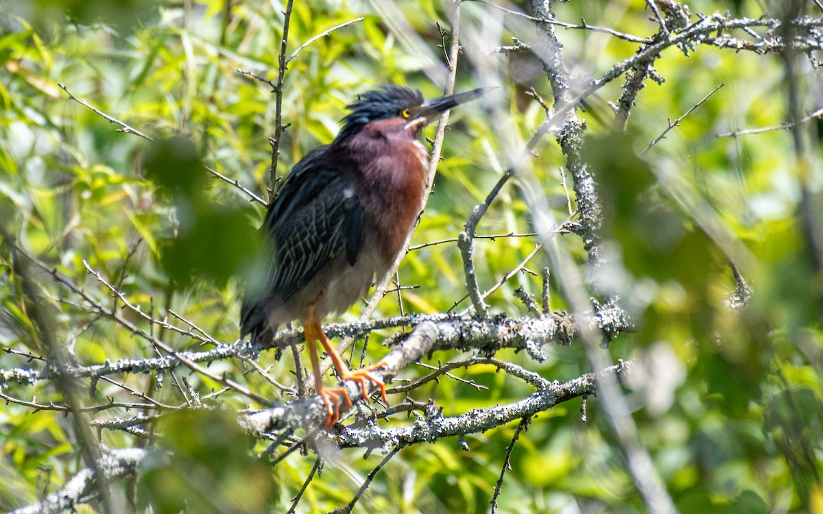 Green Heron - ML620581248