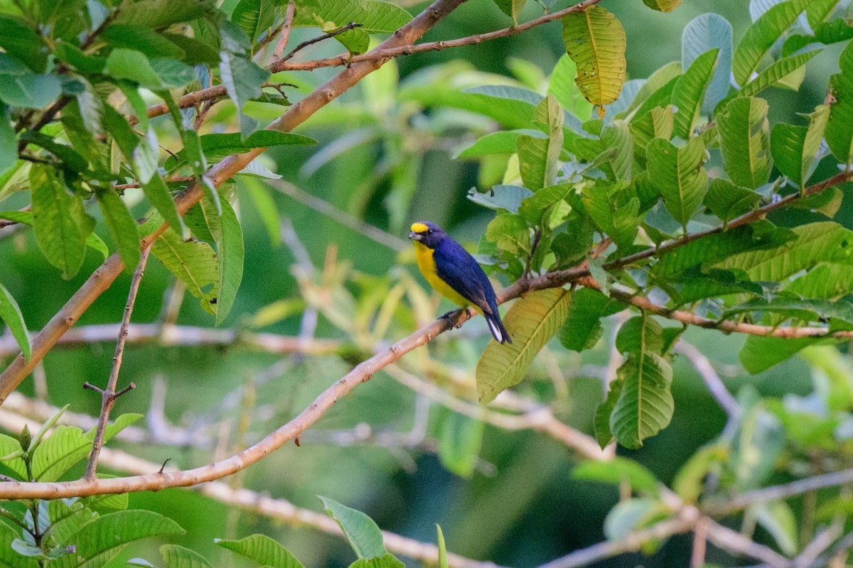 Yellow-throated Euphonia - ML620581251