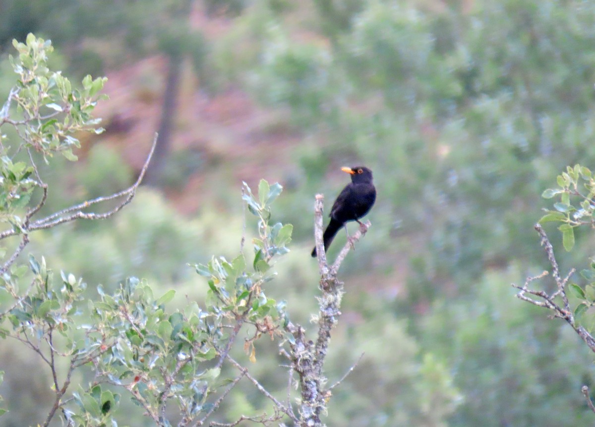 Eurasian Blackbird - ML620581259