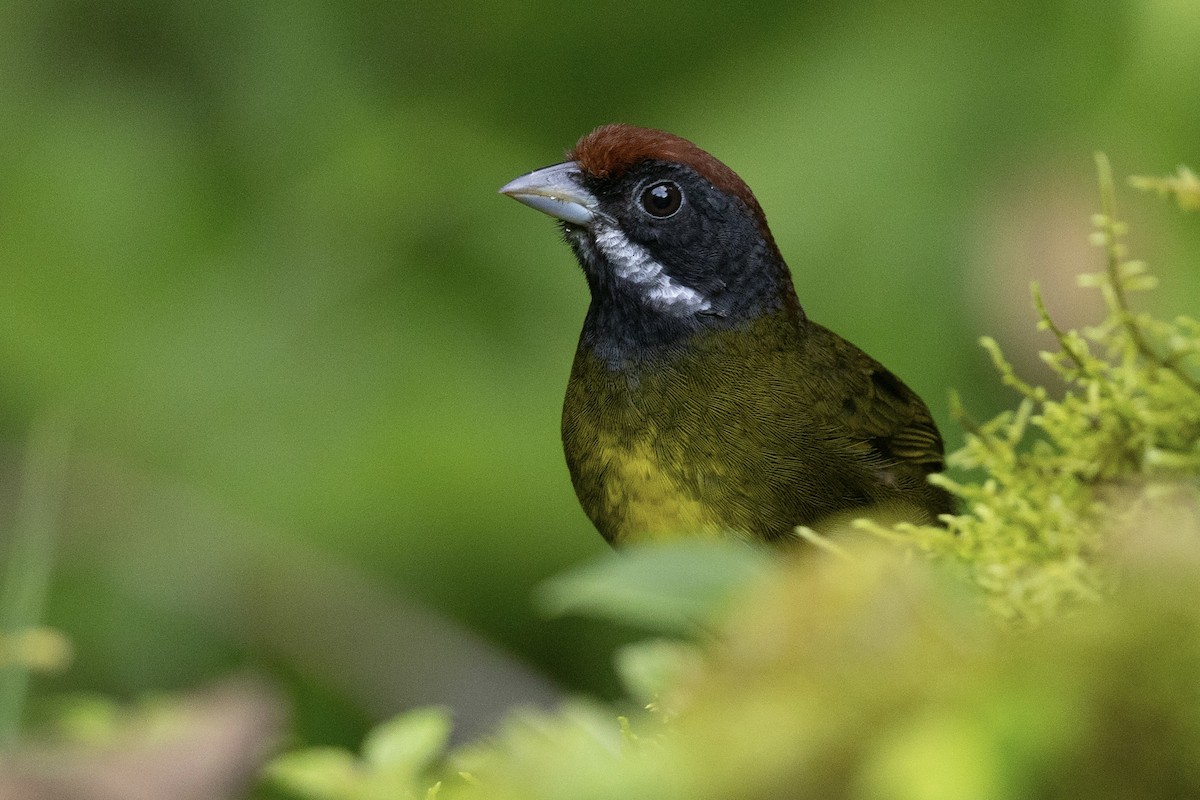 Sooty-faced Finch - ML620581260