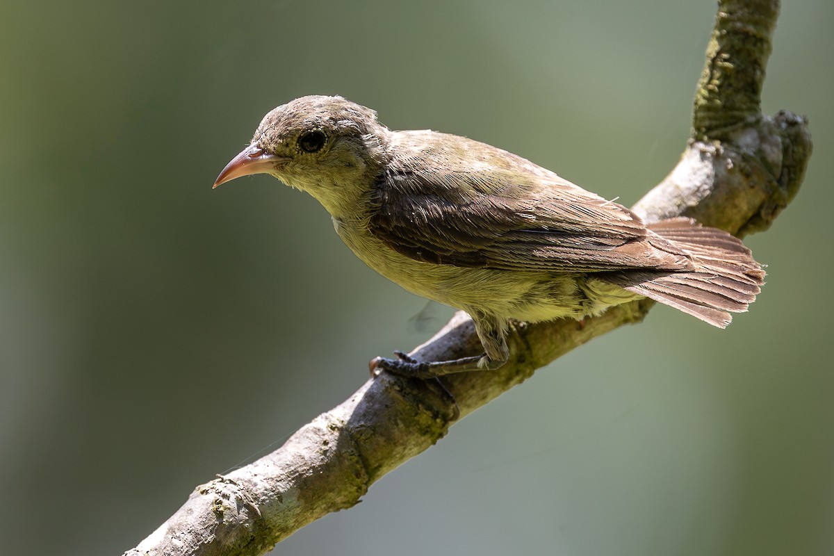 Pale-billed Flowerpecker - ML620581268