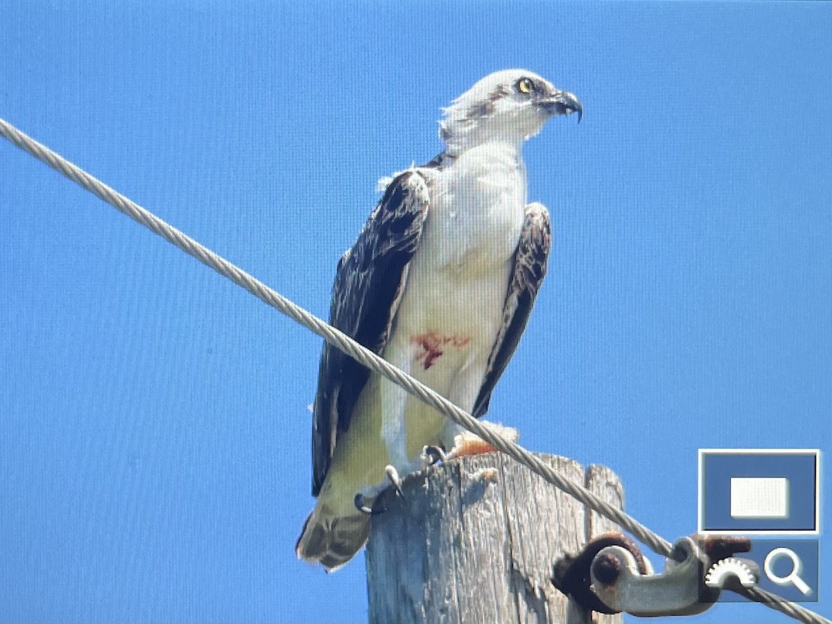 Águila Pescadora (ridgwayi) - ML620581277