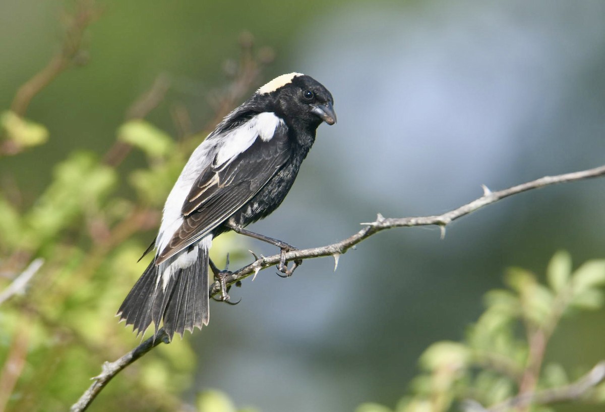 bobolink americký - ML620581278