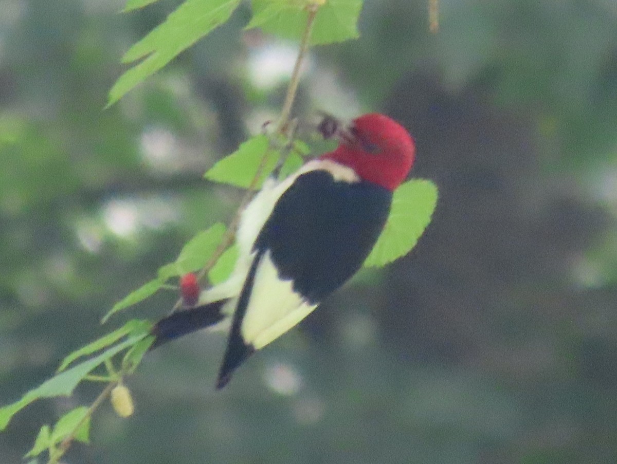 Red-headed Woodpecker - ML620581279