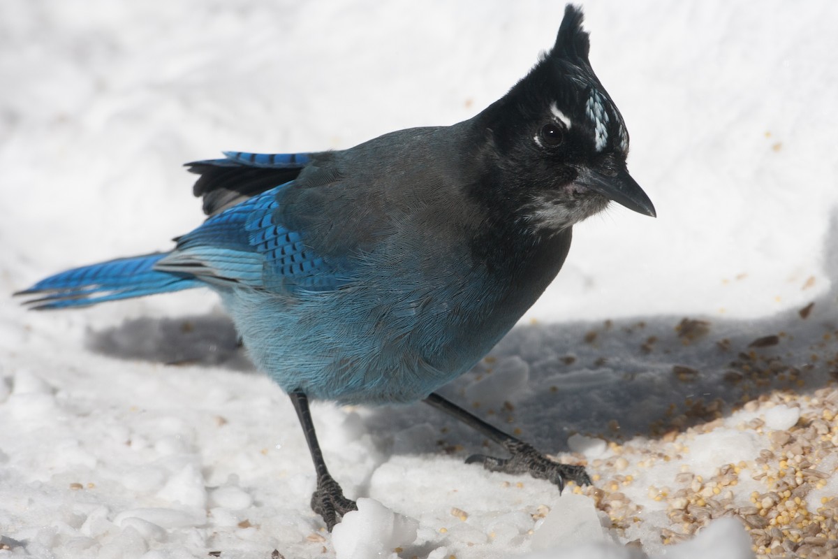 Steller's Jay - ML620581282